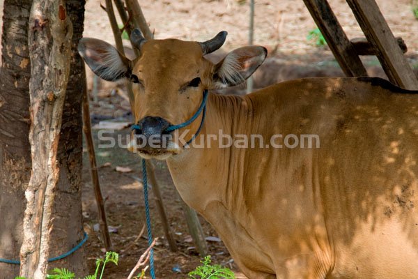 jual sapi idul adha 2023 - jual sapi qurban 2023