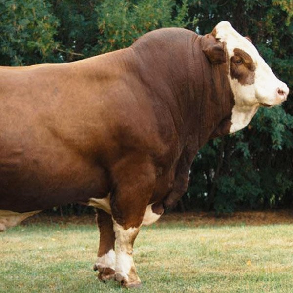 jual sapi qurban - harga sapi qurban - harga hewan kurban 2024